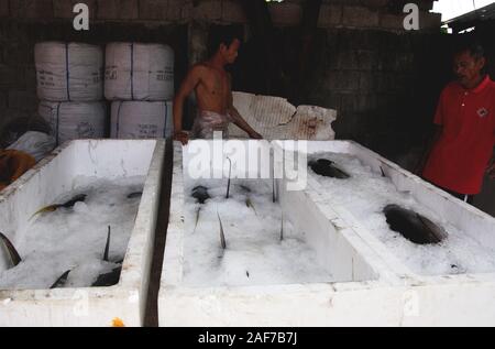 Freshly landed Yellowfin tuna being stored on ice whilst waiting for its delivery to the processing plants, Occidental Mindoro, The Philippines Stock Photo