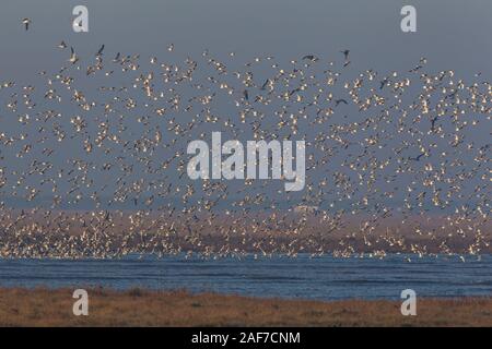 Thousands of Knots Calidris canutus take to the sky in a spectacular display as the morning tide drives them off their sandbanks in Norfolk U.K. Stock Photo