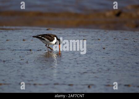 A single Oystercatcher bird Haematopus ostralegus dipping its bill in the mud on a mudflat looking for food in Norfolk, England U.K. Stock Photo