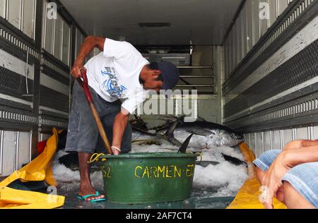 Freshly landed Yellowfin tuna being loaded on trucks for its delivery to the processing plants, Occidental Mindoro, The Philippines Stock Photo