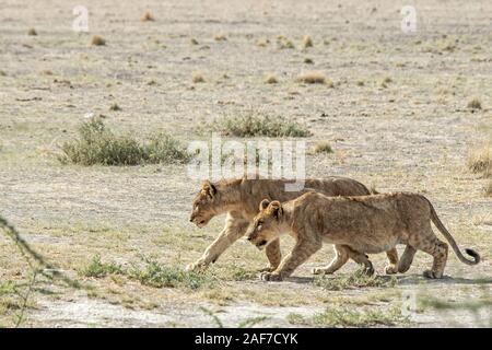 Two Lionesses prowling together the plains at Nebrownii in Etosha Stock Photo