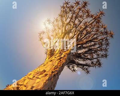 View of the Quivertree Forest at sunset in Namibia in Africa. Stock Photo