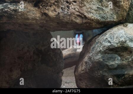 Ramat Gan, Israel. 13th December, 2019. Three baby Mandrills, all born in the last month, stir up daily life in the enclosure at the Safari Zoological Center. Credit: Nir Alon/Alamy Live News. Stock Photo