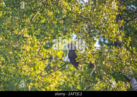 Great horned owl in northern Wisconsin. Stock Photo