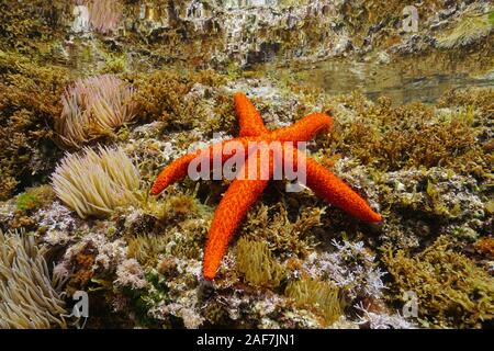 Close-up of a Mediterranean red sea star underwater, Echinaster sepositus, Mediterranean sea, France Stock Photo