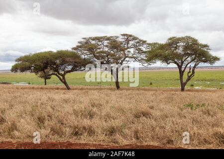 Tanzania. Tarangire National Park. Lions in Tree on left, Silale Swamp in Background. Stock Photo