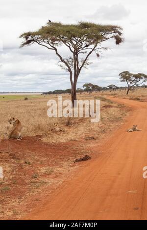 Tanzania. Tarangire National Park.  Lions Resting on Roadside. Stock Photo