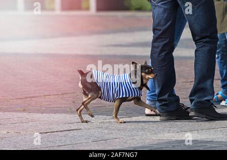 Dog in sailor vest on a walk Stock Photo