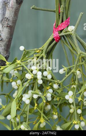 Viscum album. A bunch of mistletoe with berries tied with a festive ribbon hanging on a branch Stock Photo