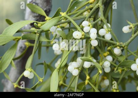Viscum album. A bunch of mistletoe with berries hanging on a tree branch in winter. UK Stock Photo