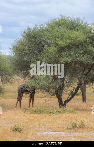 Tanzania. Tarangire National Park. Maasai Giraffe (Giraffa camelopardalis tippelskirchi) Eating an Acacia Tree. Stock Photo