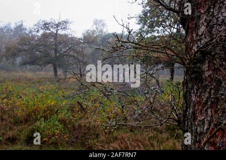 Spider web in a tree Stock Photo
