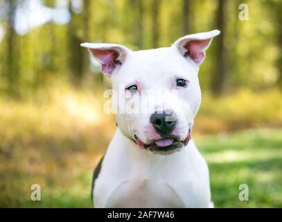 A friendly white Pit Bull Terrier mixed breed dog with a happy expression Stock Photo