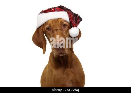 pointer dog christmas wearing red santa claus hat. Isolated on white background. Stock Photo