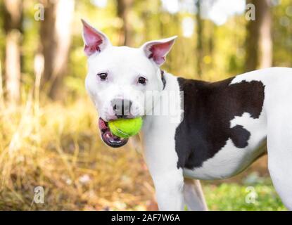 A white Pit Bull Terrier mixed breed dog with brown spots holding a ball in its mouth Stock Photo