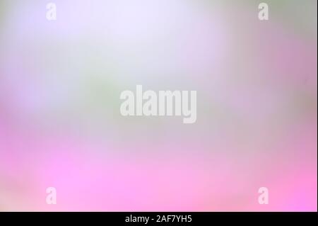 Simple pastel gradient purple, pink blured background for summer design Stock Photo