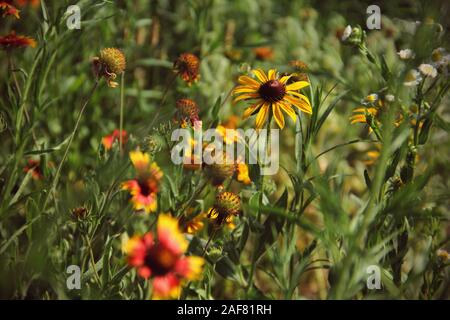 Black Eyed Susan flowers growing in a field Stock Photo