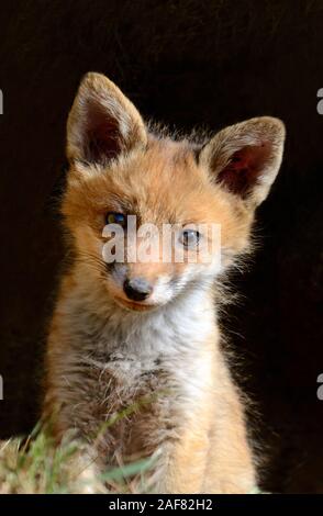 Portrait of Young Red Fox or Red Fox Cub, Vulpes vulpes, Peering From Fox Den Stock Photo