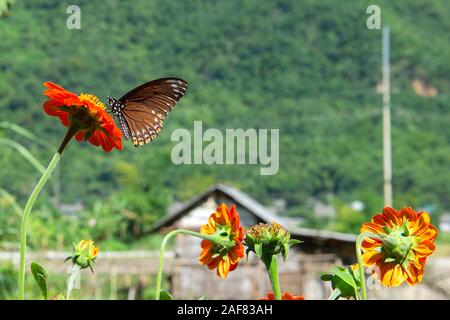 Butterfly on flower in Mai Chau valley, North-West Vietnam Stock Photo