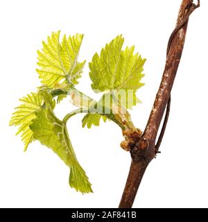 The first spring grape leaves isolated on white background Stock Photo