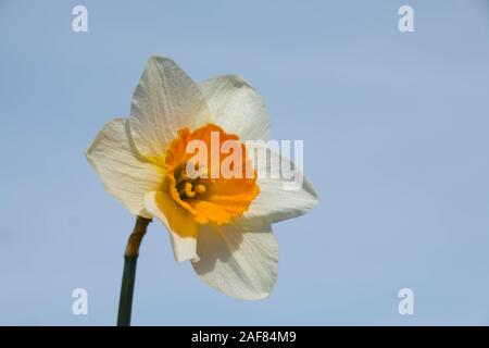 A single white daffodil with an orange trumpet against a pale clear blue sky