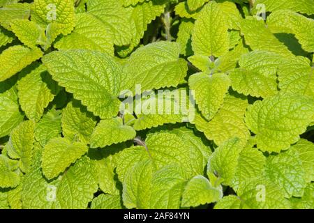 Close up fresh green leaves of lemon balm (Melissa officinalis) growing in the summer sunshine Stock Photo