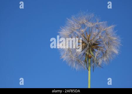 Close up of a single dandelion seed head with a ladybird on the stem against a clear blue sky in the summer sunshine Stock Photo
