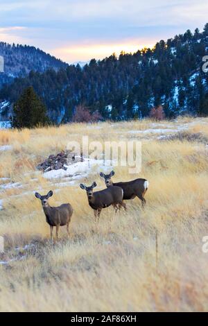 Beautiful herd of cute mule deer at sunset on a cold Colorado winter evening Stock Photo
