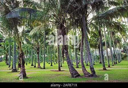 One of the most valuable trees for ancient Hawaiians was the Coconut Palm (Cocos nucifera), like these that having long been growing in a grove of 2,000 palm trees on Kauai, one of the eight major islands in Hawaii, USA. Brought to the Aloha State by Hawaii's Polynesian settlers, coconut trees provided food, liquid nourishment, and building materials. The towering palms reach an average height of 60 feet (18 meters) but can grow as tall as 100 feet (30 meters). The average lifespan of the tree is 60 to 70 years, although some coconut palms live for more than a century. Stock Photo