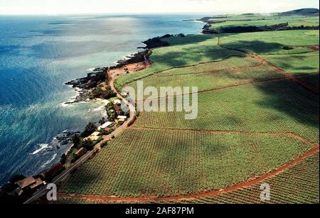 Vast fields of sugarcane spreading to the edge of the Pacific Ocean are shown in this 1981 aerial photograph of Kauai Island in Hawaii, USA. Unfortunately, the last producer of sugarcane on that island made its final harvest in 2009 and shut down after 120 years in business there. Once the mainstay of Hawaii's economy, the state's sugarcane industry finally came to an end when another longtime producer ended its operations on Maui Island in 2016. The thousands of sugarcane acres in Hawaii are being converted for other agricultural products and for residential and holiday resort developments. Stock Photo