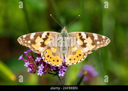 A painted lady butterfly (Vanessa cardui) on the flowers of a purple top (Verbena bonariensis) Stock Photo