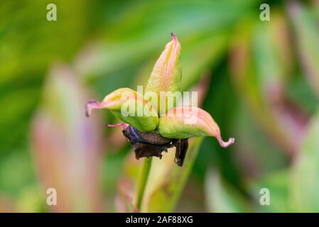 Tree Peony, Seed Heads, Paeonia suffruticosa, Seed, Propigating,  Horticulture, Horticulture, Brown Seeds, Asiatic, Japanese, Country Garden,  Cheshire Stock Photo - Alamy