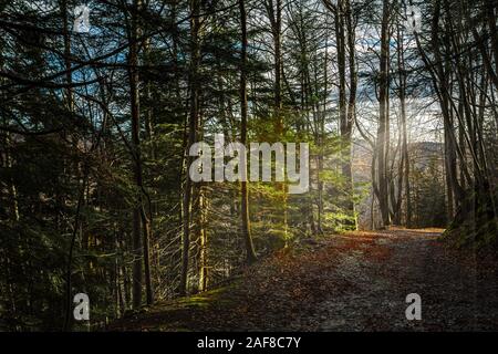Rays of sun through the trees in the forest at dawn Stock Photo