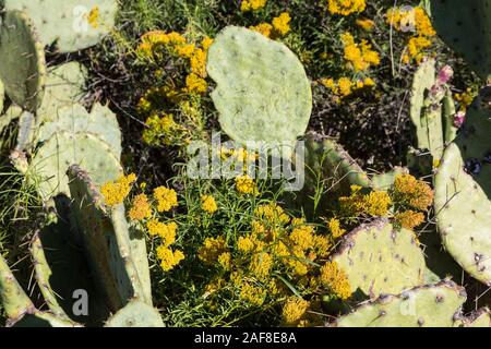 Big Bend National Park.  Blind Pricklypear (Beavertail) Cactus (opuntia basilaris), without sharp spines. Stock Photo