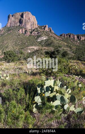 Big Bend National Park, Texas.  Casa Grande, in Chisos Mountains.  Pricklypear Cactus (Beavertail) in foreground. Stock Photo