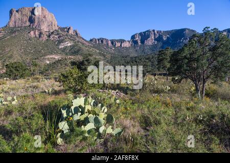 Big Bend National Park, Texas.  Casa Grande, Chisos Mountains.  Pricklypear (Beavertail) Cactus in Foreground. Stock Photo