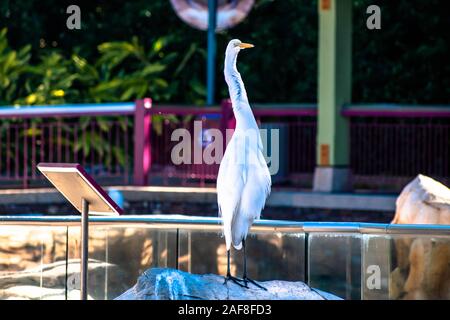 Orlando, Florida. December 07, 2019. Nice bird at Seaworld Stock Photo