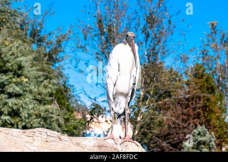 Orlando, Florida. December 07, 2019. Nice bird at Seaworld Stock Photo