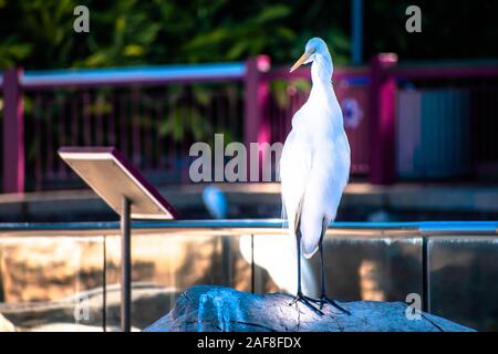 Orlando, Florida. December 07, 2019. Nice bird at Seaworld Stock Photo