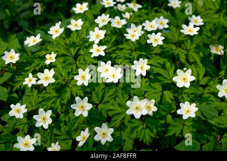 A lot of white little flowers in the garden. Anemone nemorosa (wood anemone, windflower, thimbleweed, and smell fox) Stock Photo