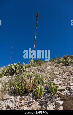 Big Bend National park, Texas. Agave lechuguilla. After producing its flower stalk the plant dies.  New plants are growing around the dead one. Stock Photo