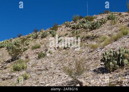 Big Bend National park, Texas. Chihuahuan Desert Vegetation: Agave lechuguilla, growing among Pricklypear (Beavertail) Cactus. Stock Photo