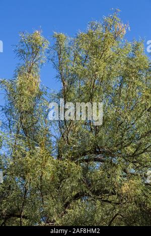 Mesquite Tree, Big Bend National Park, Texas. Stock Photo