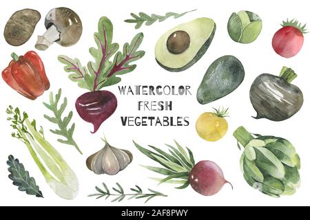 Various kind of vegetables illustration mushroom, potato, beetroot, avocado Stock Photo