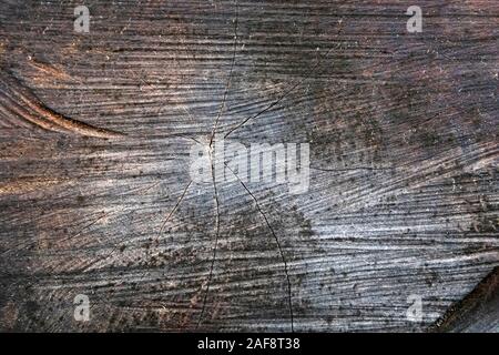 The wood rings, the grain and the structure of the wooden logs. Close up of the section of a cut tree trunk Stock Photo