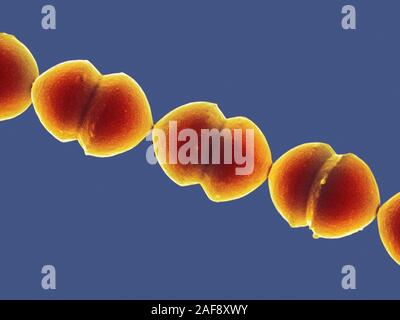 Enterococcus sp. bacteria, SEM Stock Photo