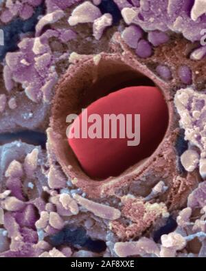 Heart capillary, SEM Stock Photo