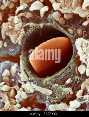 Heart capillary, SEM Stock Photo