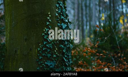 dark forest autumn cold morning pathway creepy mood Stock Photo