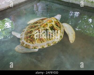 White albino turtle swims in the pool. Sea Turtle Rescue Center. Turtle farm in Sri Lanka Stock Photo